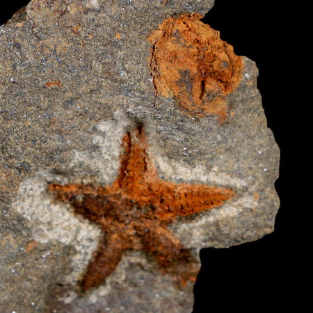 20MM Brittlestar Petraster Starfish Fossil Ordovician Age Blekus Morocco COA