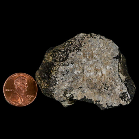 2.2" Stegosaurus Fossil Bone Morrison Formation Wyoming Jurassic Age Dinosaur COA - Fossil Age Minerals