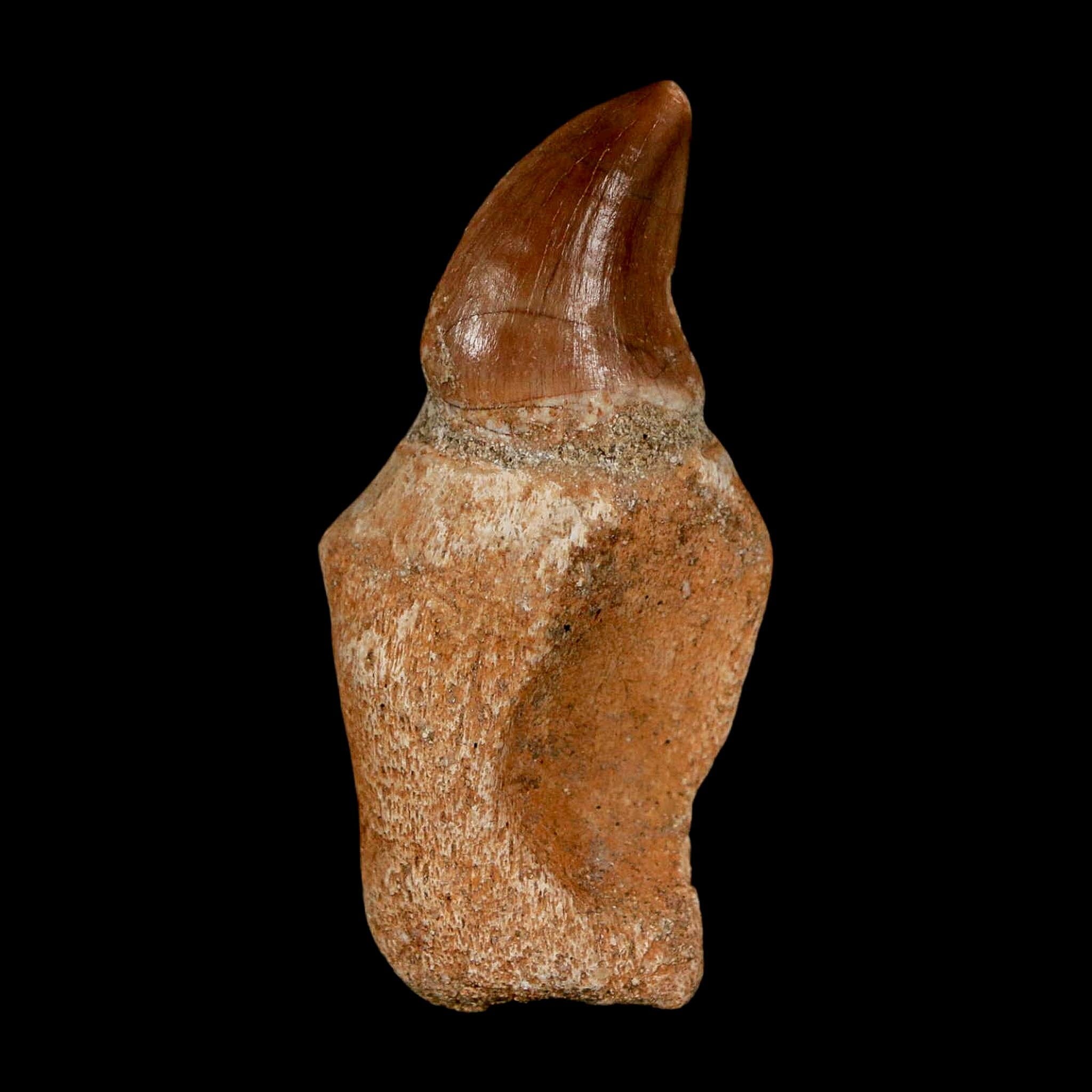 1.8" Halisaurus Walkeri Mosasaur Fossil Tooth Rooted Cretaceous Dinosaur Era COA - Fossil Age Minerals