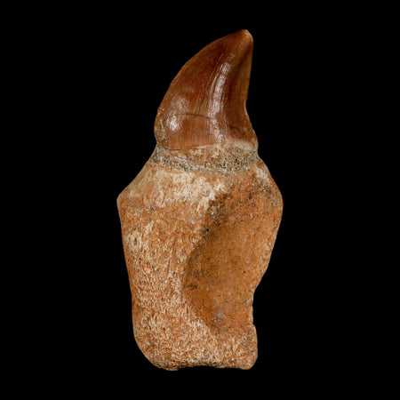 1.8" Halisaurus Walkeri Mosasaur Fossil Tooth Rooted Cretaceous Dinosaur Era COA