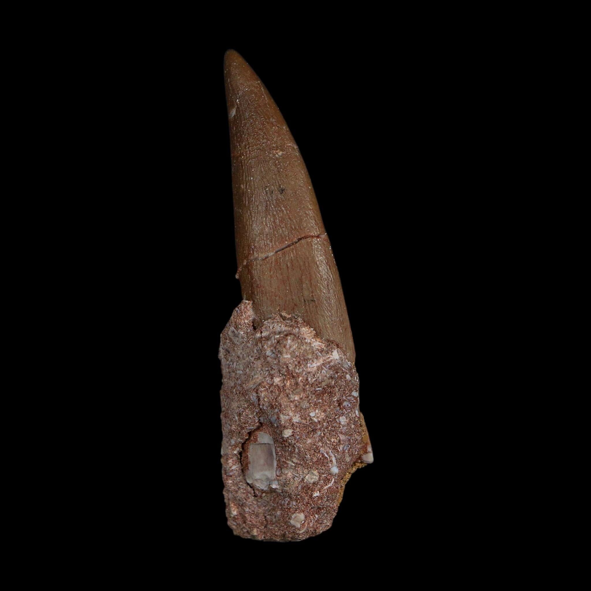 XL 2.3" Plesiosaur Zarafasaura Tooth Fossil Cretaceous Dinosaur Era COA, Stand