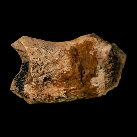 2.4" Hadrosaur Dinosaur Fossil Rib Bone Hell Creek FM MT COA Metal Stand - Fossil Age Minerals