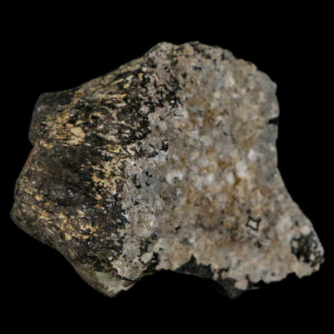 2.2" Stegosaurus Fossil Bone Morrison Formation Wyoming Jurassic Age Dinosaur COA - Fossil Age Minerals