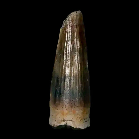0.5 Crocodile Borealosuchus Fossil Tooth Judith River FM Montana COA Display - Fossil Age Minerals