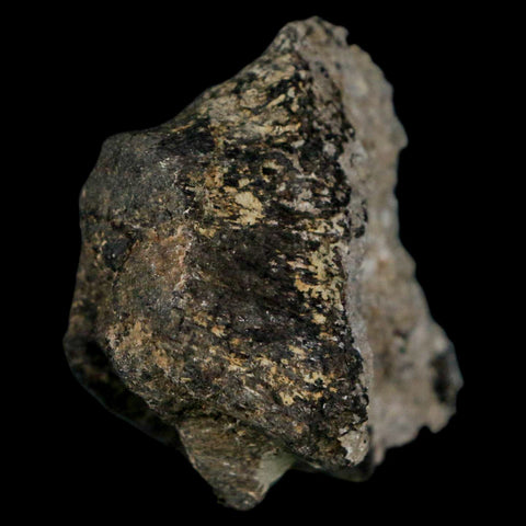 2.2" Stegosaurus Fossil Bone Morrison Formation Wyoming Jurassic Age Dinosaur COA - Fossil Age Minerals