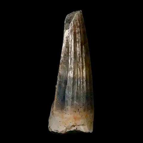 0.5 Crocodile Borealosuchus Fossil Tooth Judith River FM Montana COA Display - Fossil Age Minerals
