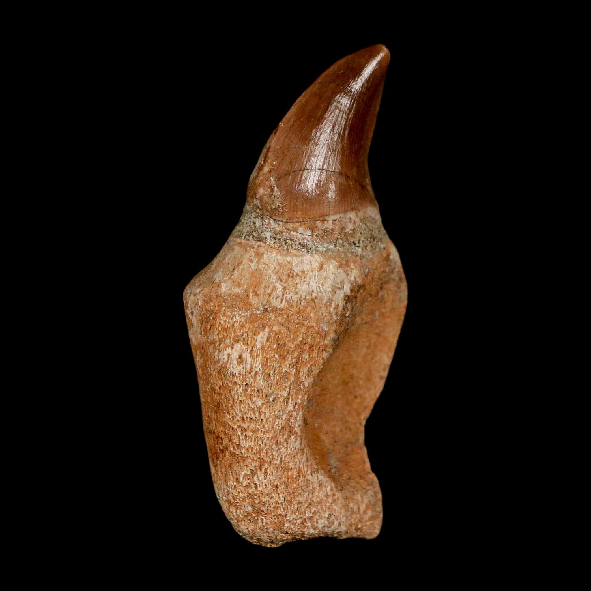 1.8" Halisaurus Walkeri Mosasaur Fossil Tooth Rooted Cretaceous Dinosaur Era COA - Fossil Age Minerals