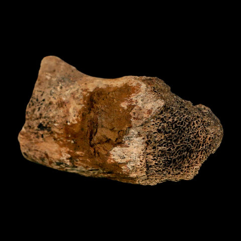 2.4" Hadrosaur Dinosaur Fossil Rib Bone Hell Creek FM MT COA Metal Stand - Fossil Age Minerals