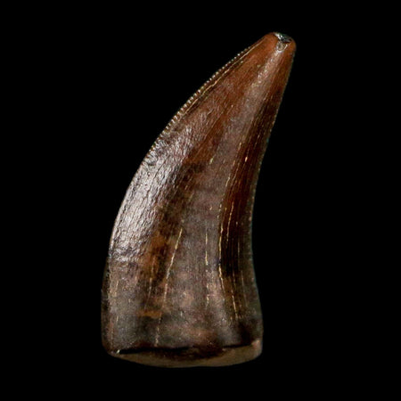 0.4" Dakotaraptor Serrated Tooth Fossil Raptor Hell Creek FM Montana COA, Display