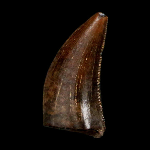 0.4" Dakotaraptor Serrated Tooth Fossil Raptor Hell Creek FM Montana COA, Display