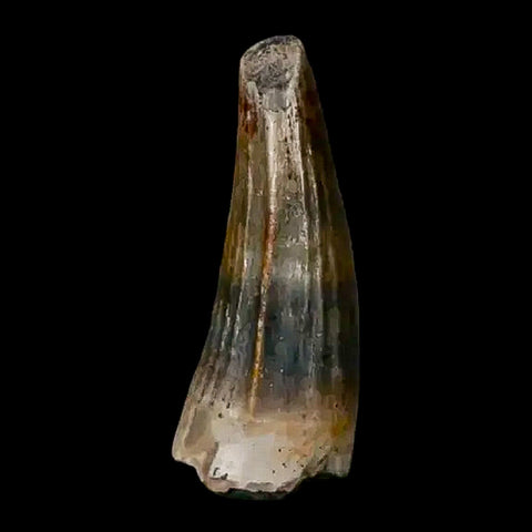 0.5 Crocodile Borealosuchus Fossil Tooth Judith River FM Montana COA Display - Fossil Age Minerals