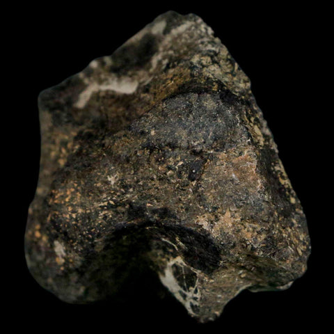 2.2" Stegosaurus Fossil Bone Morrison Formation Wyoming Jurassic Age Dinosaur COA - Fossil Age Minerals