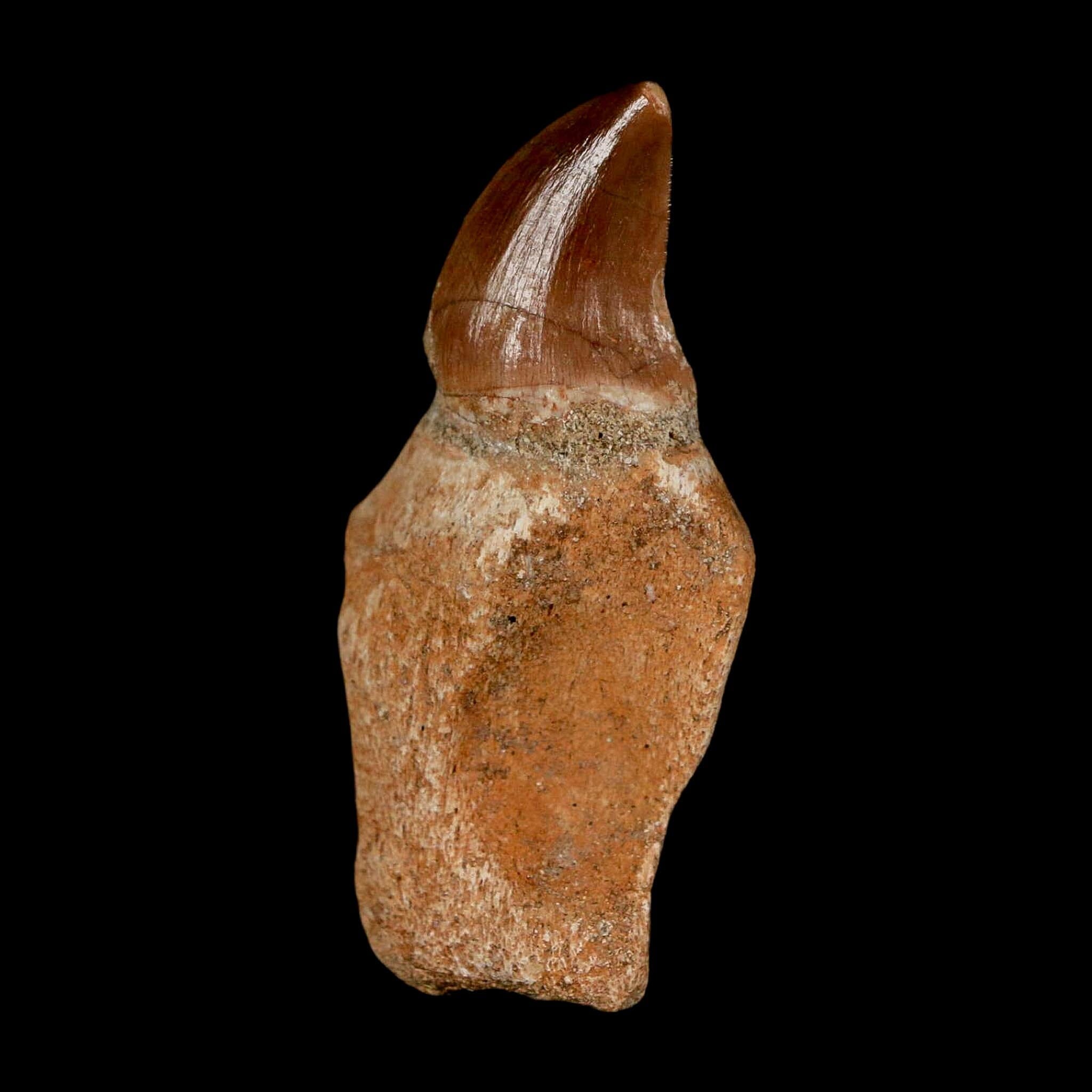 1.8" Halisaurus Walkeri Mosasaur Fossil Tooth Rooted Cretaceous Dinosaur Era COA - Fossil Age Minerals
