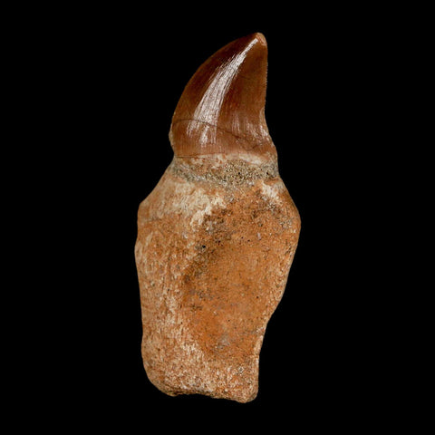 1.8" Halisaurus Walkeri Mosasaur Fossil Tooth Rooted Cretaceous Dinosaur Era COA