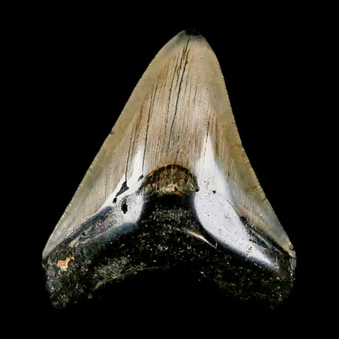 2.9" Quality Megalodon Shark Tooth Serrated Fossil Natural Miocene Age COA - Fossil Age Minerals