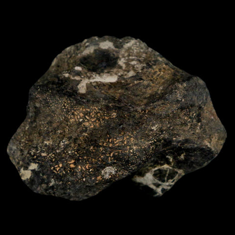 2.2" Stegosaurus Fossil Bone Morrison Formation Wyoming Jurassic Age Dinosaur COA - Fossil Age Minerals