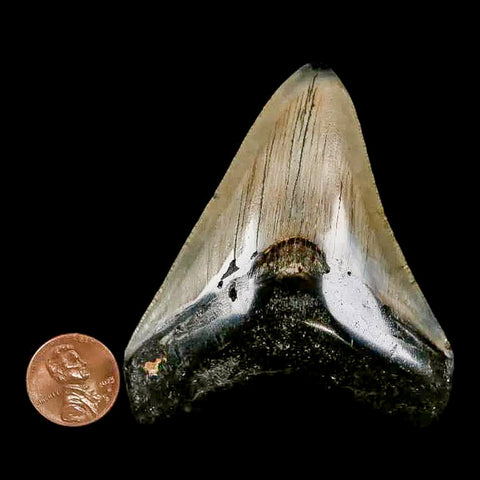 2.9" Quality Megalodon Shark Tooth Serrated Fossil Natural Miocene Age COA - Fossil Age Minerals
