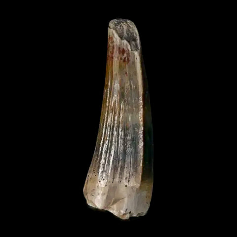 0.5 Crocodile Borealosuchus Fossil Tooth Judith River FM Montana COA Display - Fossil Age Minerals
