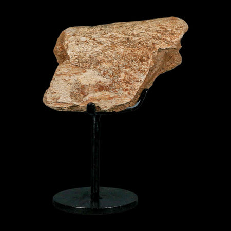 3.4" Triceratops Fossil Rib Bone Hell Creek FM Cretaceous Dinosaur MT COA Metal Stand