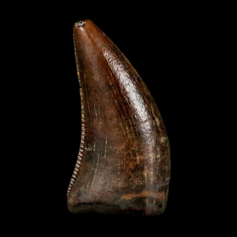 0.4" Dakotaraptor Serrated Tooth Fossil Raptor Hell Creek FM Montana COA, Display