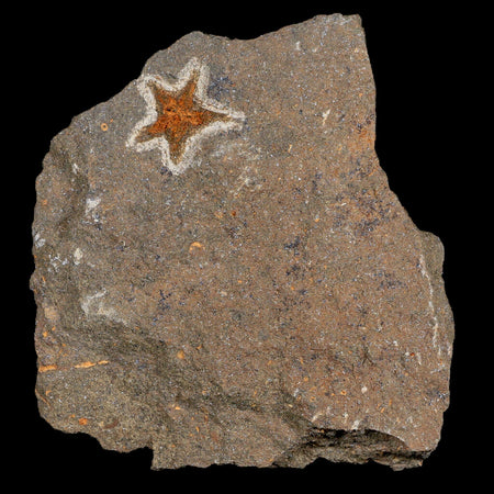 18MM Brittlestar Petraster Starfish Fossil Ordovician Age Blekus Morocco COA