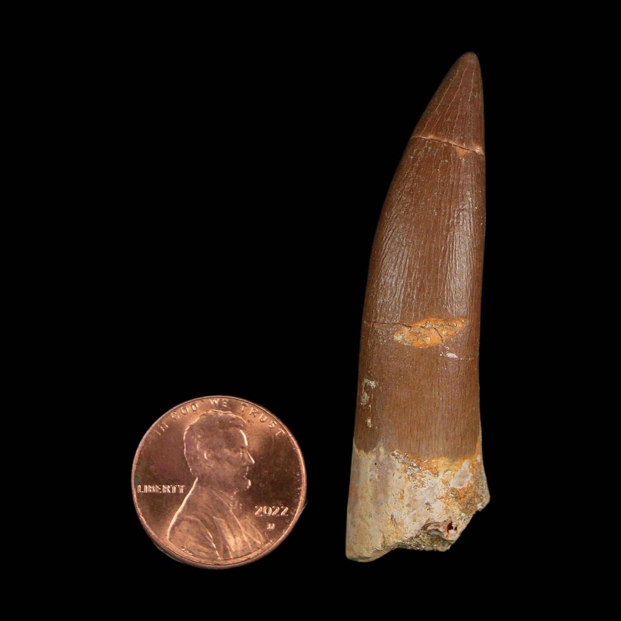 XL 2.2" Plesiosaur Zarafasaura Tooth Fossil Cretaceous Dinosaur Era COA, Stand