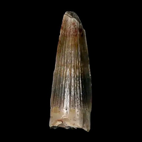 0.5 Crocodile Borealosuchus Fossil Tooth Judith River FM Montana COA Display - Fossil Age Minerals