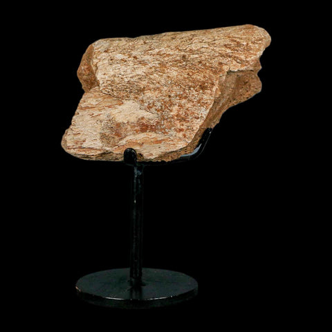 3.4" Triceratops Fossil Rib Bone Hell Creek FM Cretaceous Dinosaur MT COA Metal Stand - Fossil Age Minerals
