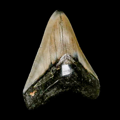 2.9" Quality Megalodon Shark Tooth Serrated Fossil Natural Miocene Age COA - Fossil Age Minerals