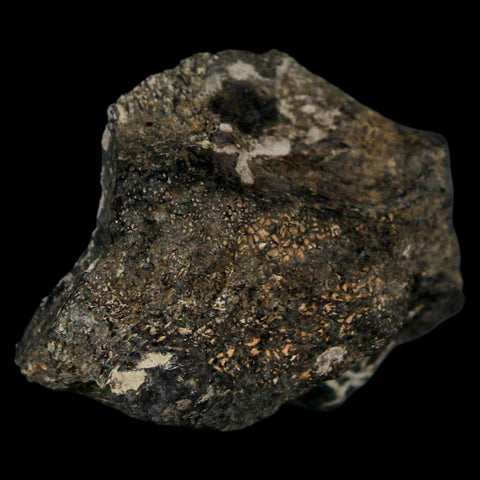 2.2" Stegosaurus Fossil Bone Morrison Formation Wyoming Jurassic Age Dinosaur COA - Fossil Age Minerals