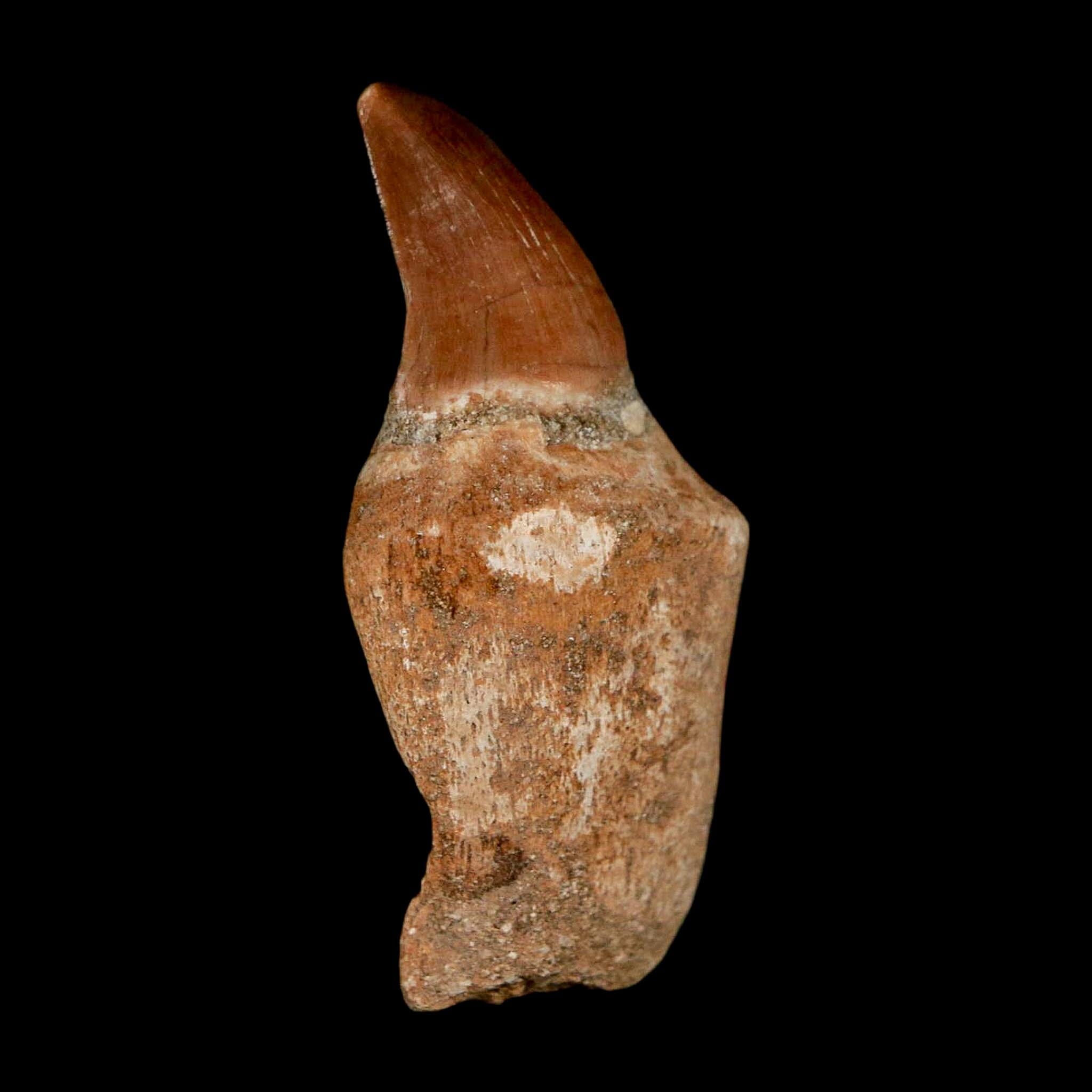 1.8" Halisaurus Walkeri Mosasaur Fossil Tooth Rooted Cretaceous Dinosaur Era COA - Fossil Age Minerals