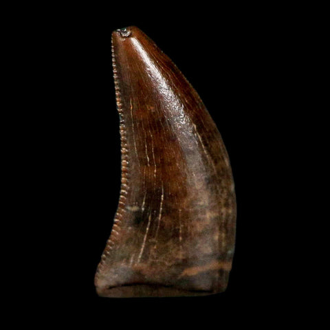 0.4" Dakotaraptor Serrated Tooth Fossil Raptor Hell Creek FM Montana COA, Display
