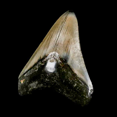 2.9" Quality Megalodon Shark Tooth Serrated Fossil Natural Miocene Age COA - Fossil Age Minerals