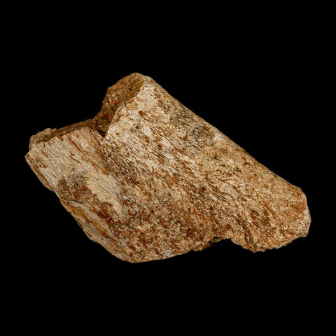 3.4" Triceratops Fossil Rib Bone Hell Creek FM Cretaceous Dinosaur MT COA Metal Stand - Fossil Age Minerals