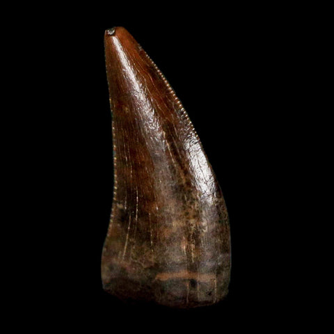 0.4" Dakotaraptor Serrated Tooth Fossil Raptor Hell Creek FM Montana COA, Display