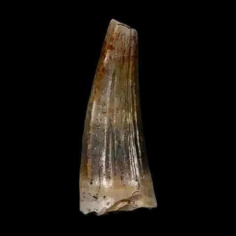 0.5 Crocodile Borealosuchus Fossil Tooth Judith River FM Montana COA Display - Fossil Age Minerals