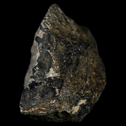 2.2" Stegosaurus Fossil Bone Morrison Formation Wyoming Jurassic Age Dinosaur COA - Fossil Age Minerals