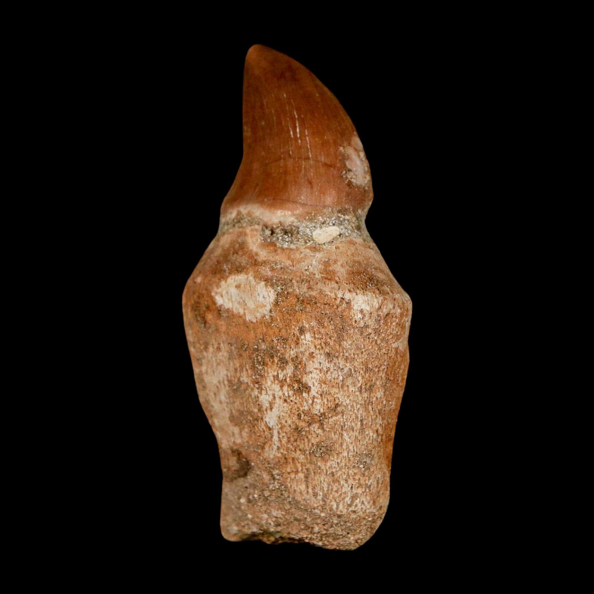 1.8" Halisaurus Walkeri Mosasaur Fossil Tooth Rooted Cretaceous Dinosaur Era COA - Fossil Age Minerals