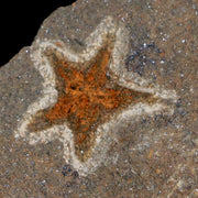 18MM Brittlestar Petraster Starfish Fossil Ordovician Age Blekus Morocco COA