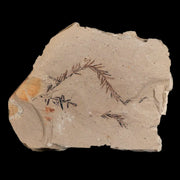 2.6" Detailed Fossil Plant Leafs Metasequoia Dawn Redwood Oligocene Age MT COA