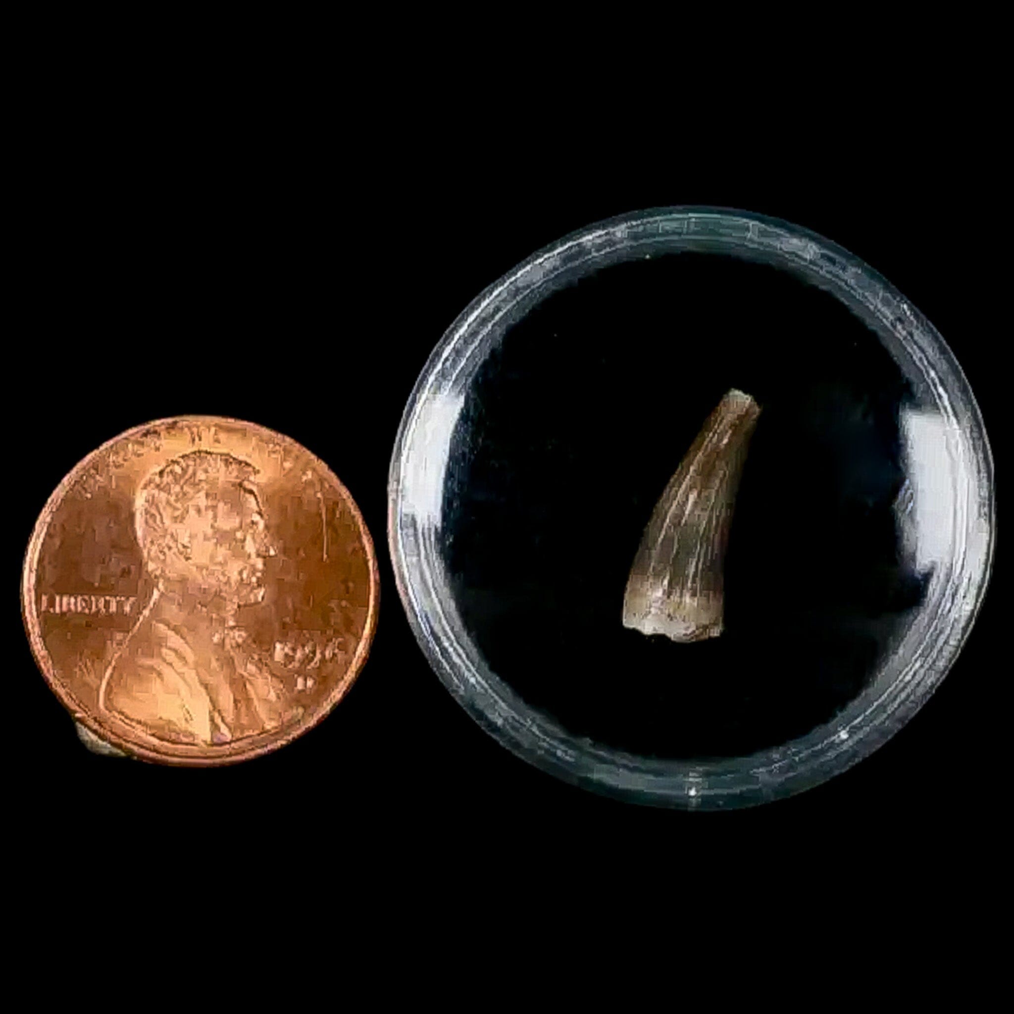 0.5 Crocodile Borealosuchus Fossil Tooth Judith River FM Montana COA Display - Fossil Age Minerals