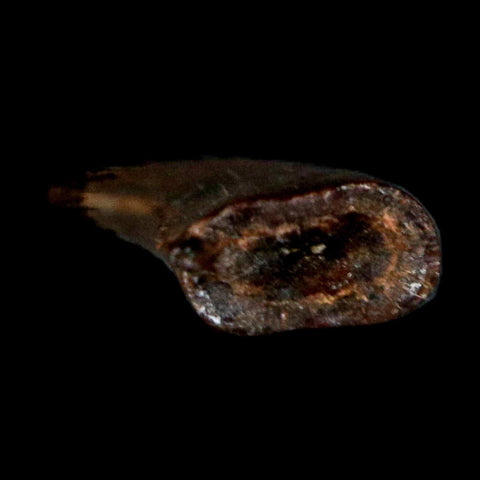 0.4" Dakotaraptor Serrated Tooth Fossil Raptor Hell Creek FM Montana COA, Display