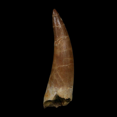 XL 2.3" Plesiosaur Zarafasaura Tooth Fossil Cretaceous Dinosaur Era COA, Stand