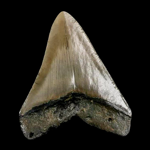 2.9" Quality Megalodon Shark Tooth Serrated Fossil Natural Miocene Age COA - Fossil Age Minerals
