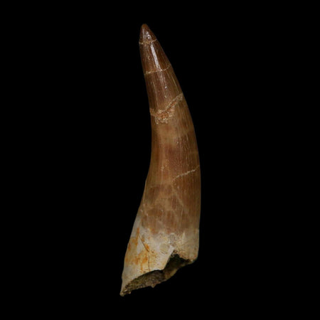 XL 2.3" Plesiosaur Zarafasaura Tooth Fossil Cretaceous Dinosaur Era COA, Stand