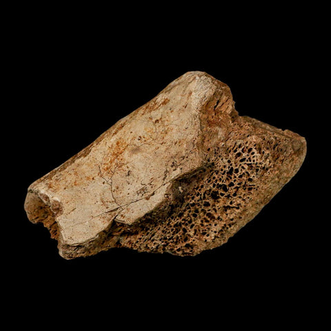 3.4" Triceratops Fossil Rib Bone Hell Creek FM Cretaceous Dinosaur MT COA Metal Stand - Fossil Age Minerals