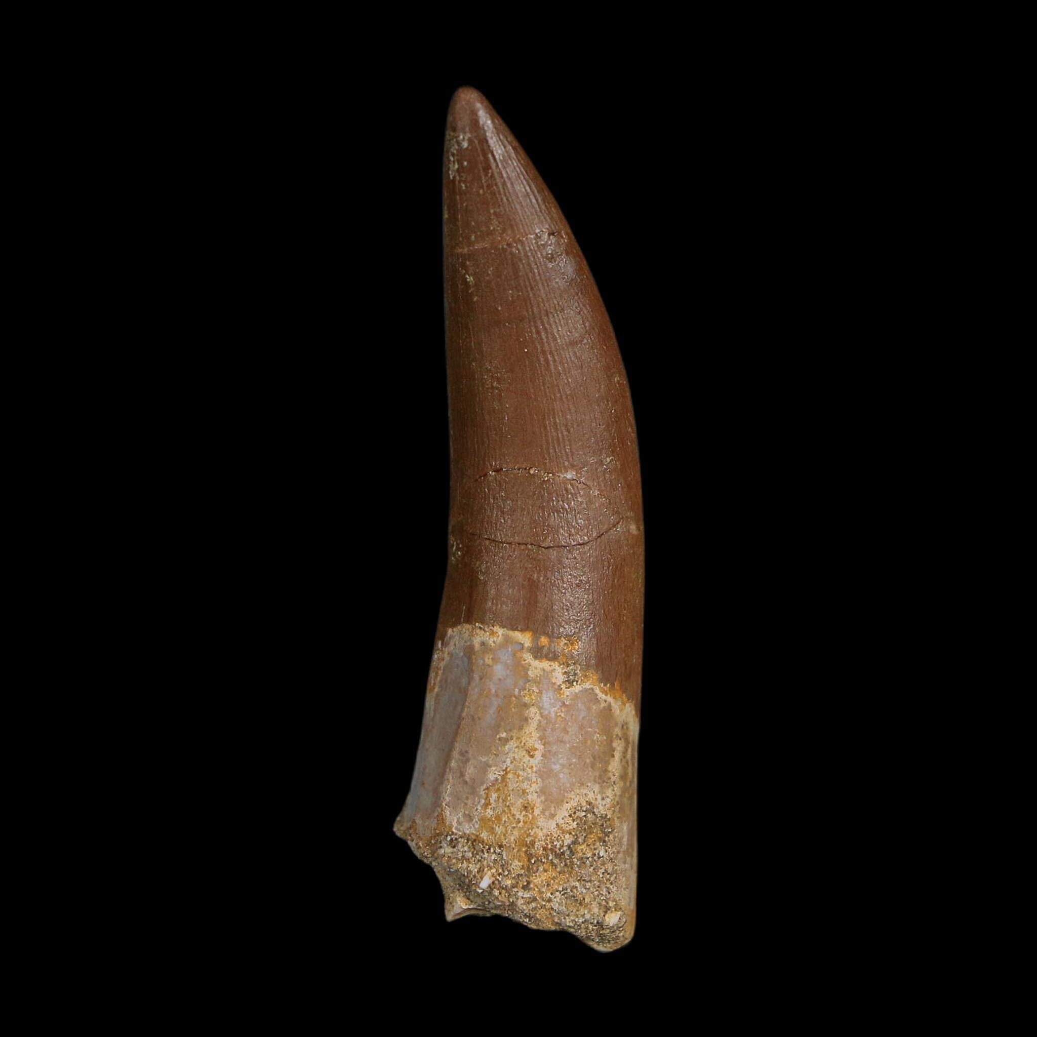 XL 2.2" Plesiosaur Zarafasaura Tooth Fossil Cretaceous Dinosaur Era COA, Stand