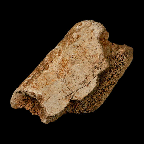 3.4" Triceratops Fossil Rib Bone Hell Creek FM Cretaceous Dinosaur MT COA Metal Stand - Fossil Age Minerals