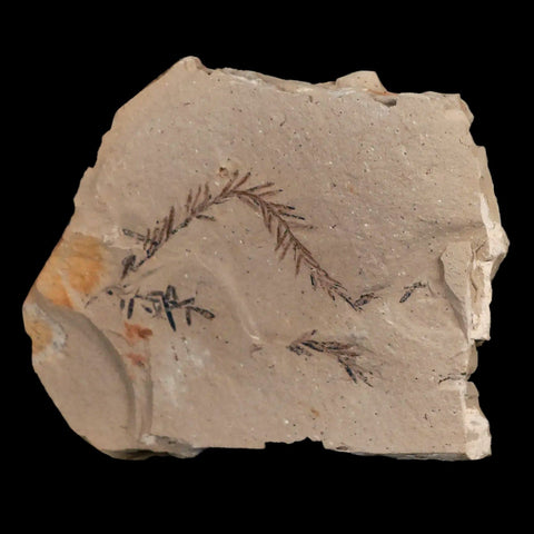 2.6" Detailed Fossil Plant Leafs Metasequoia Dawn Redwood Oligocene Age MT COA - Fossil Age Minerals