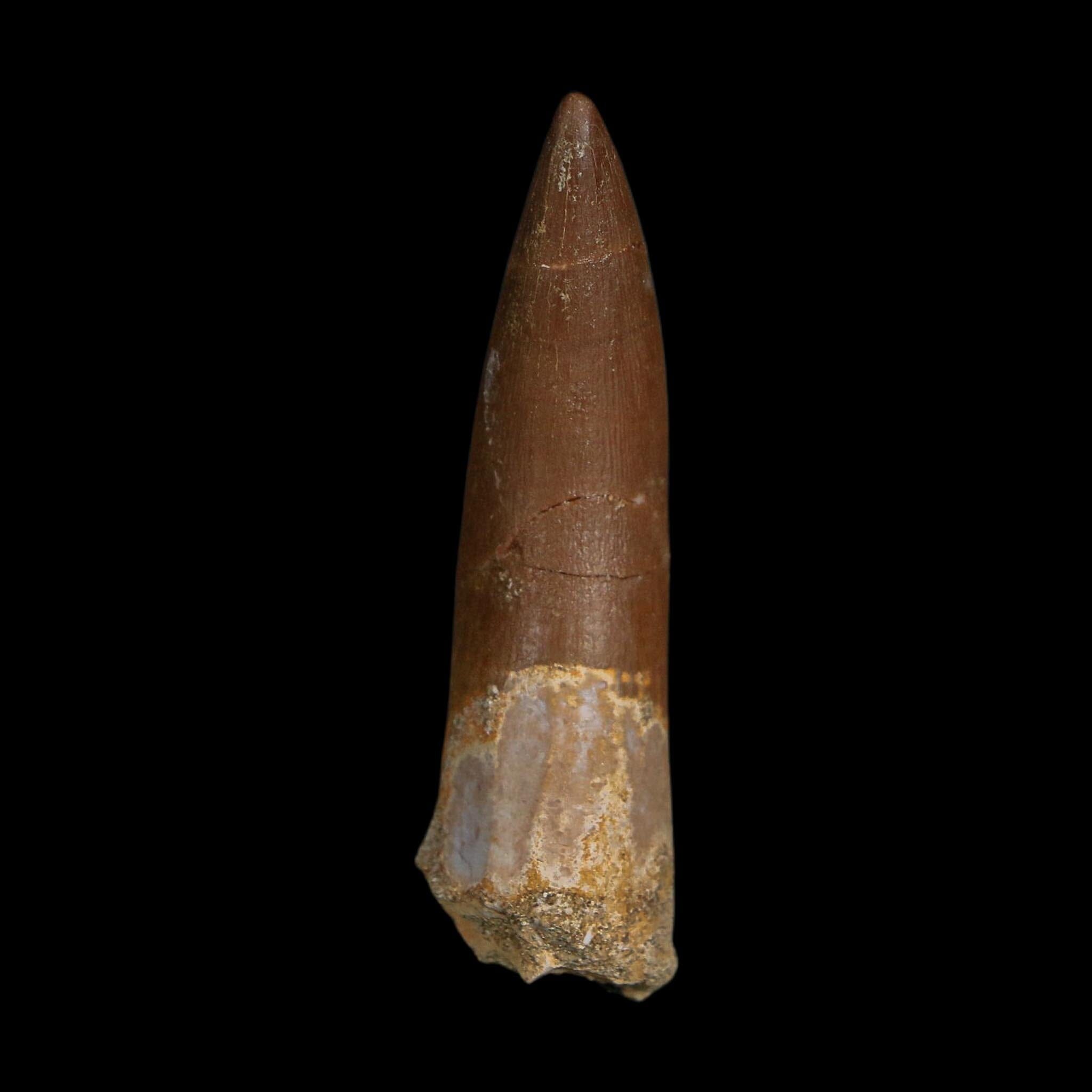 XL 2.2" Plesiosaur Zarafasaura Tooth Fossil Cretaceous Dinosaur Era COA, Stand